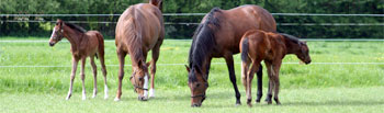 Breeding at Arley Moss Equestrian