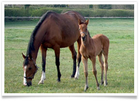 Grass Livery foal